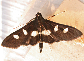 Grape Leafroller